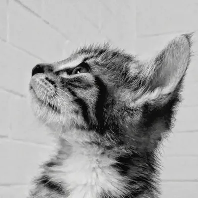 cute aussie foster kittens profile