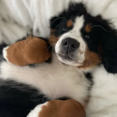 Rory - Bernese Mountain Dog profile