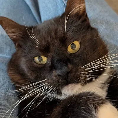 Oak City Kitty profile