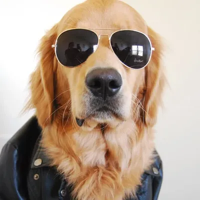 Oakley profile