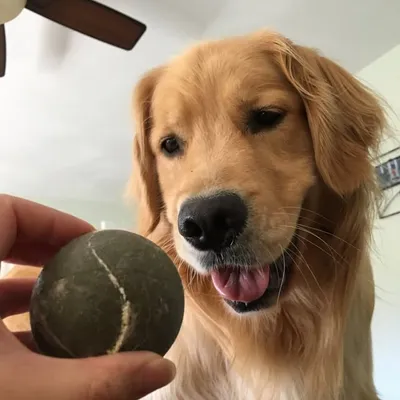 Oatmeal The Golden profile