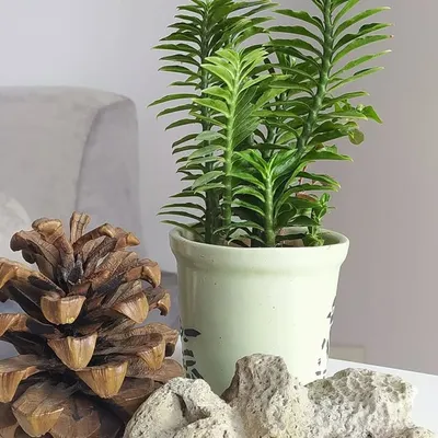 Plant Lover🌿 profile