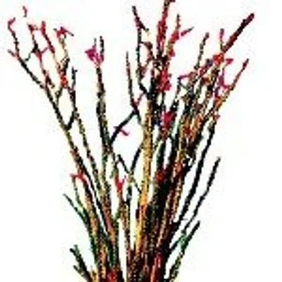 Ocotillo Construction profile