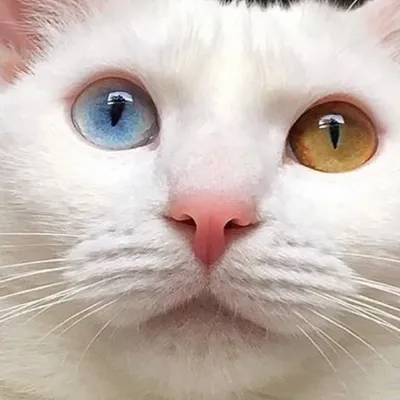 Bosworth (Boz) profile