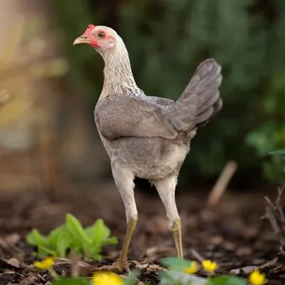 Odenwald Chickaria - Hühner profile