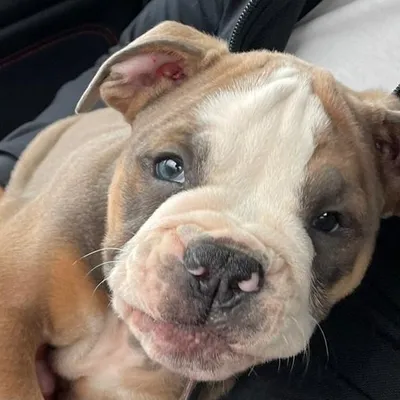 Odin the little bully profile