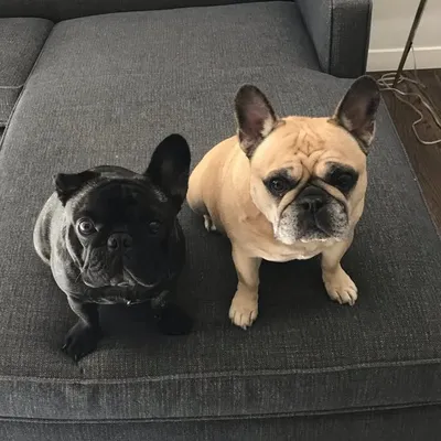 Odin and Loki profile