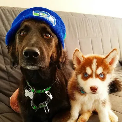 Odin & Kona profile