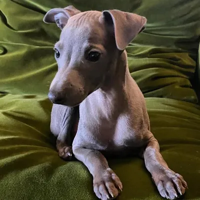 Odino Trussardi profile