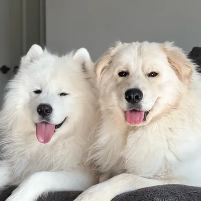 THE O.G SNOWBEARS profile