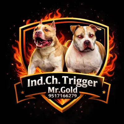 DASHING_PITBULLS profile