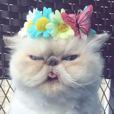 Shelby & Co. - Cat Personalities profile