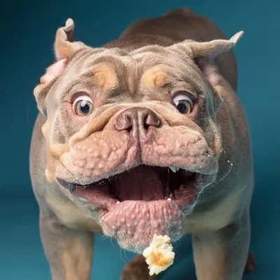 Pet Photographer profile