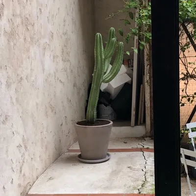 Oh Cacté! 🌵 profile