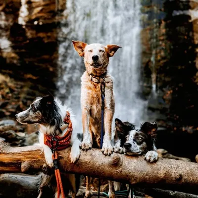 Rocket Dog, Rogue & Ryder profile