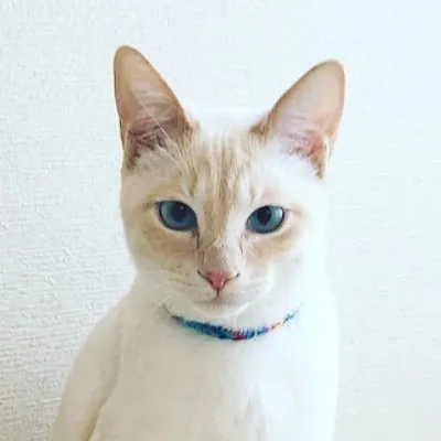 oimo profile