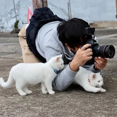 猫写真家 沖 昌之 (Masayuki Oki)🐈