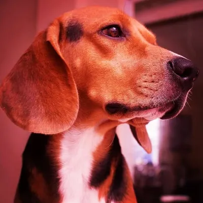 Olaf y Tobi profile