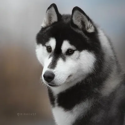 OVShowSiberians | Siberian Husky | puppies | Сибирские хаски profile