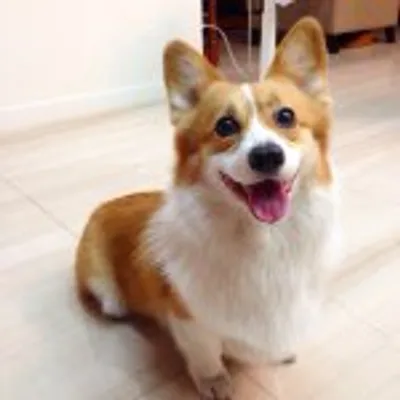 🐾我的OLi柯基犬日記🐾 profile