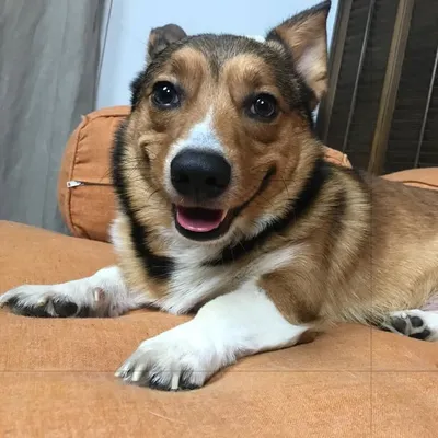 Oliver The Corgi profile
