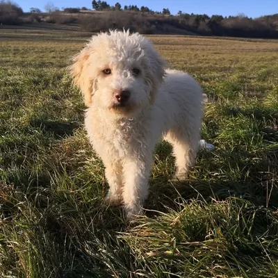 Ollie Makalu profile