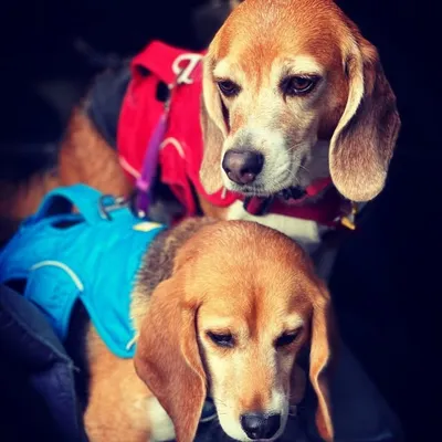 Sophie Oliver & Bruno profile