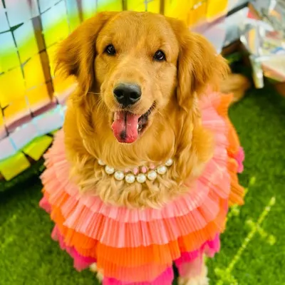 OLIVE | The Golden Retriever profile