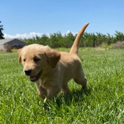 Ollie Autumn the Golden profile