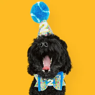 🐾Ollie the (Sp)oodle🐾 profile