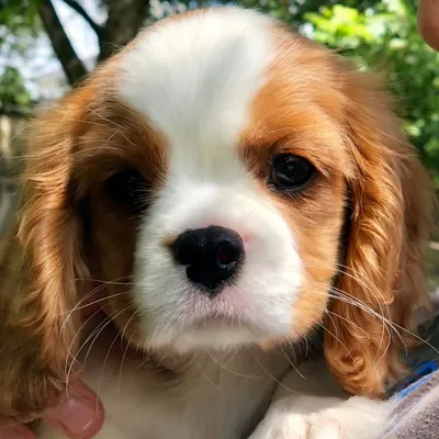 Ollie MacFluffy the Cavalier ๐ถ profile