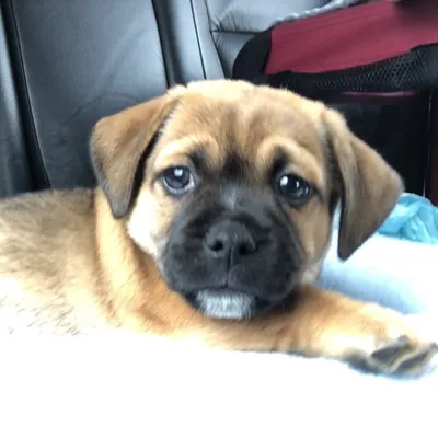 Ollie profile