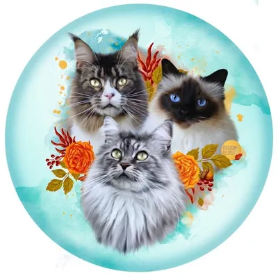 ๐ซ๐ท Ollya, Ohana & Sanka ๐ฑโค๏ธ profile