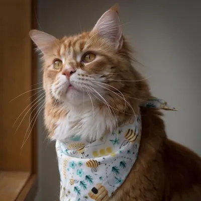 Omar the Maine Coon profile