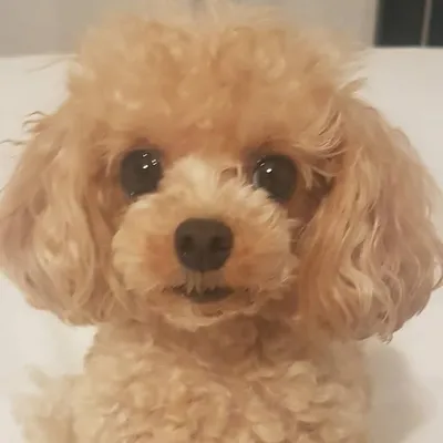 MILLE (ミレ) profile