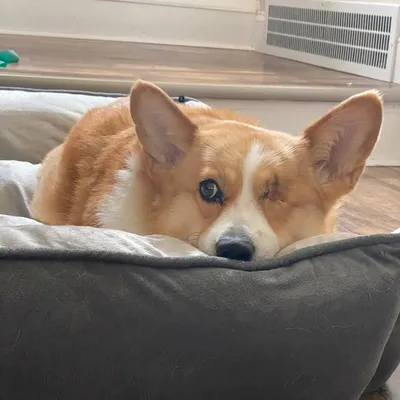 Remembering One Eyed Lily profile