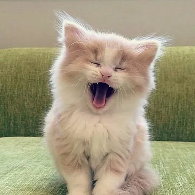 onlycatlovers profile