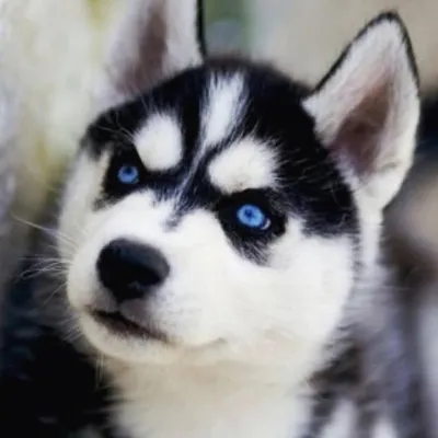 HuskyPics profile