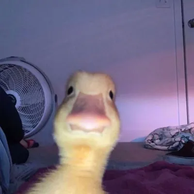 Oofsmh profile