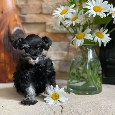 🌼Oopsie Daisy!🌼 profile