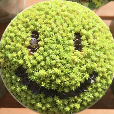 たにくる ☻ 多肉植物寄せ植え講師 profile