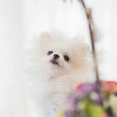 Oppa Depas profile