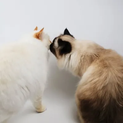 Oralie & Nemo | Catfluencer profile