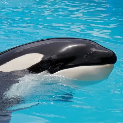 Beautiful Orca Photography profile