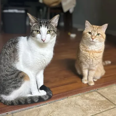 Oreo N Mango Becerra profile