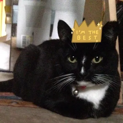 Princess Oreo ๐ + Batman ๐ฆ profile