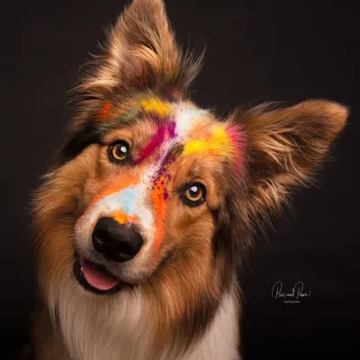 Oréo_thebordercollie profile