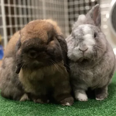 Oreo & Choco profile