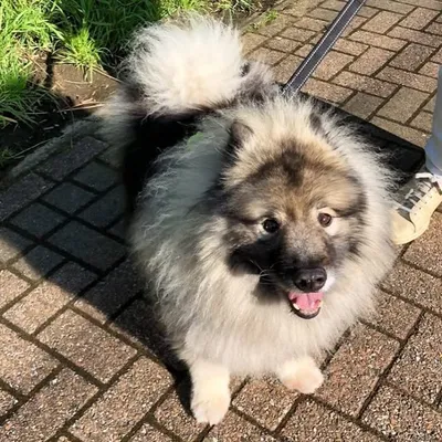 🐻Oreo The Keeshond🇧🇪 profile