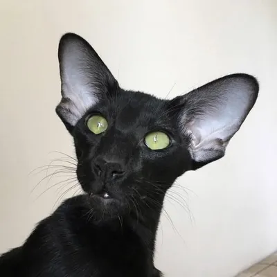ориентальные кошки | oriental cats profile
